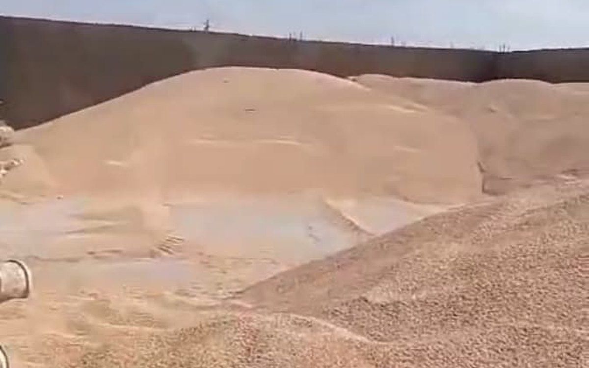 Feed barley in bulk