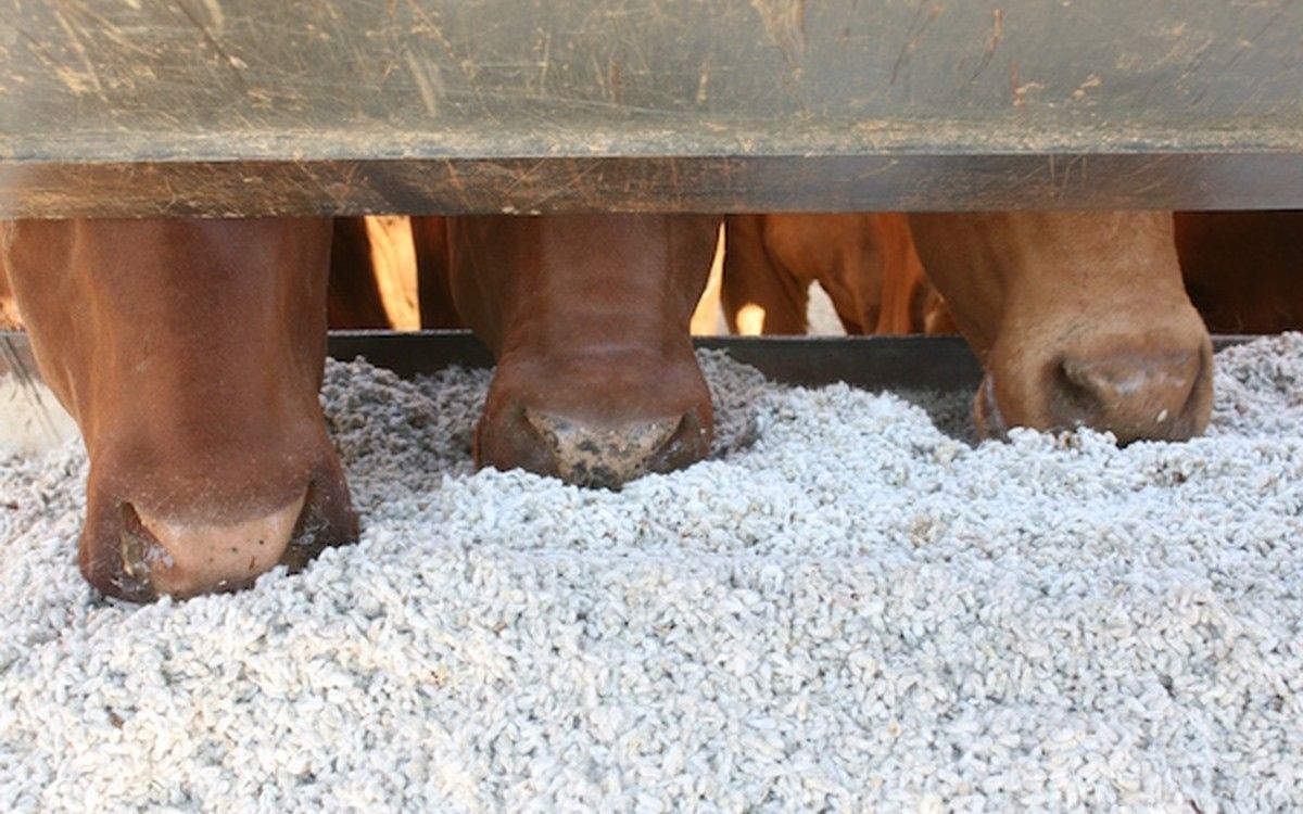 Whole cotton seed fed at a trough