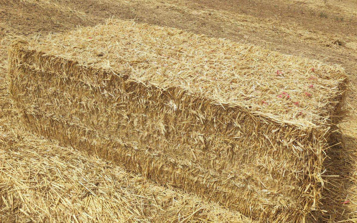 Baled wheat hay